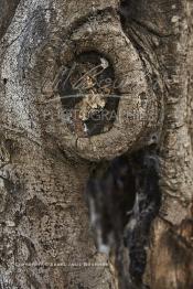 Image du Maroc Professionnelle de  Détai du fameux gigantesque caoutchouc sur lequel  sont plantés des clous par un membre de la famille d’un souffrant sur dans l’espoir de sa guérison. L’arbre est situé près de la koubba du saint Sidi Bousmara sur la Place du même nom dans la Médina de Casablanca. Le saint marabout est visité depuis longtemps par tous ceux qui sont atteint de la rage convergent vers ce lieu et plante un clou sur l’arbre, ou sur le mur Est dans l’attente d’un rétablissement. La légende raconte qu’un vieux pèlerin à la barbe blanche drapé de blanc frappa alors le sol avec son bâton et une source jaillit du sol. Il s’installe à Casablanca au milieu du cimetière et plante un caoutchouc qui devint rapidement gigantesque. Vendredi 3 Février 2017. (Photo / Abdeljalil Bounhar)